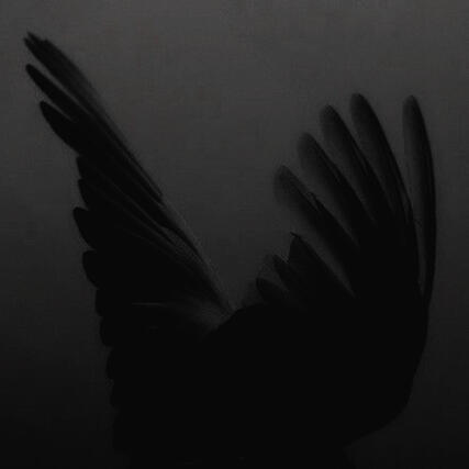 fallen angel wings in a dark gray filter.